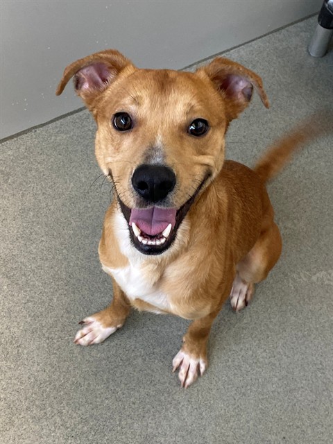 Shelter Stray Male Dog last seen Near BLOCK TABOR CHURCH RD, FAYETTEVILLE NC 28312, Fayetteville, NC 28306