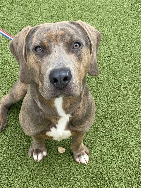Shelter Stray Male Dog last seen Near BLOCK ELLIOT FARM RD, FAYETTEVILLE NC 28311, Fayetteville, NC 28306