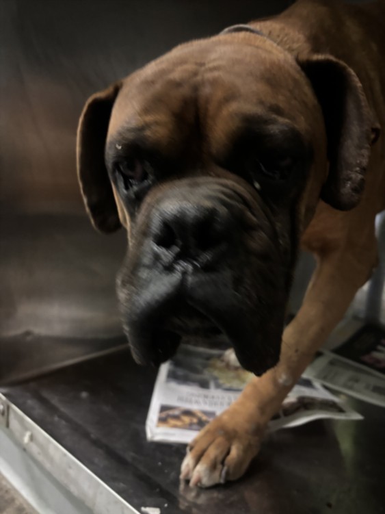 Shelter Stray Male Dog last seen , 1850 W 60th St, Los Angeles, CA 90047, USA