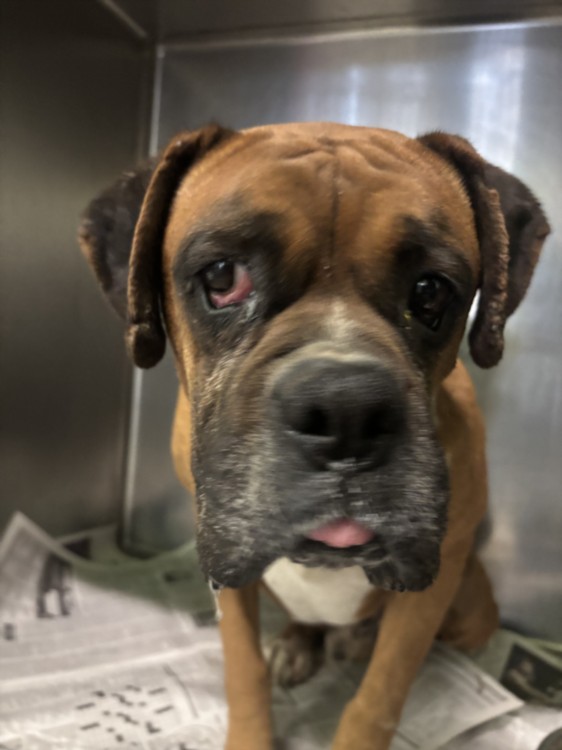 Shelter Stray Male Dog last seen , 1850 W 60th St, Los Angeles, CA 90047, USA