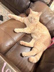 Lost Male Cat last seen Clemson ln. Stanley, NC, Lincoln County, NC 28164