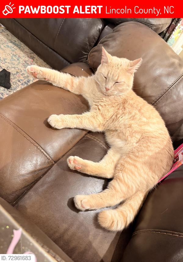 Lost Male Cat last seen Clemson ln. Stanley, NC, Lincoln County, NC 28164