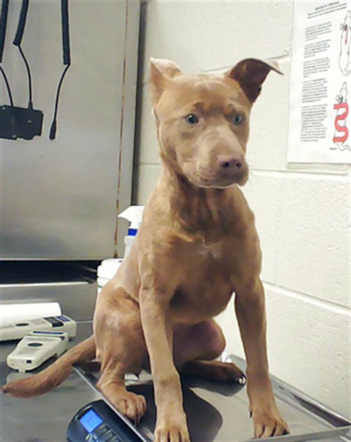 Shelter Stray Female Dog last seen Near BLOCK SHIPMAN RD, HOPE MILLS NC 28348, Fayetteville, NC 28306