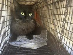 Shelter Stray Unknown Cat last seen Near BLOCK E 1ST ST, PERRIS, CA, Perris, CA 92571