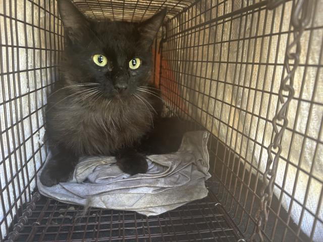 Shelter Stray Unknown Cat last seen Near BLOCK E 1ST ST, PERRIS, CA, Perris, CA 92571