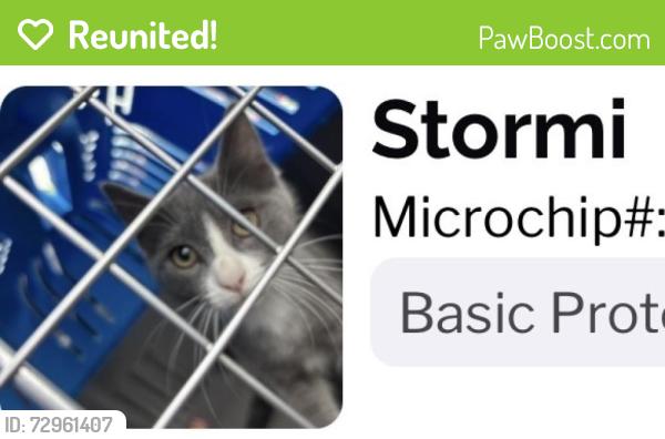 Reunited Female Cat last seen Cody Way, Sacramento, CA, USA, Sacramento, CA 95864
