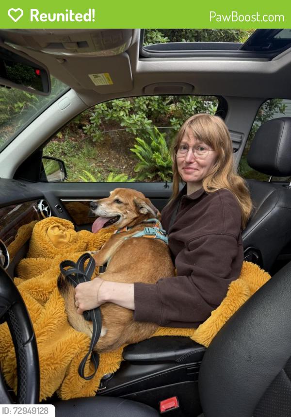 Reunited Male Dog last seen Jefferson Parkway & Kingsgate Rd in Oak Creek neighborhood of LO, Lake Oswego, OR 97035