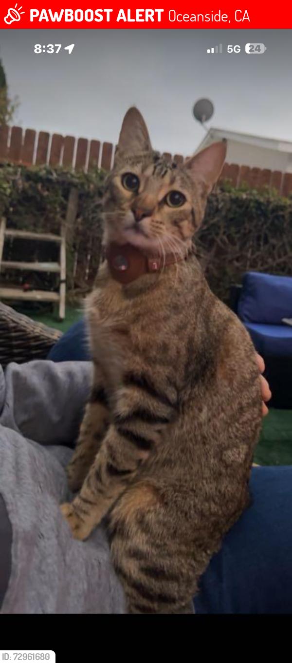 Lost Male Cat last seen Libby lake area, Oceanside, CA 92057
