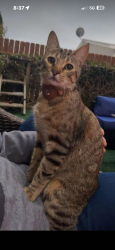 Lost Male Cat last seen Libby lake area, Oceanside, CA 92057