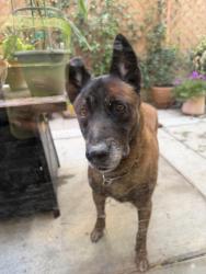 Found/Stray Male Dog last seen Dinner & Baylor COLLEGE PARK/ CHINO CA, Chino, CA 91710
