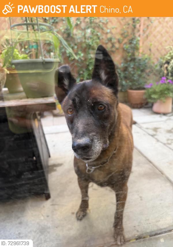 Found/Stray Male Dog last seen Dinner & Baylor COLLEGE PARK/ CHINO CA, Chino, CA 91710