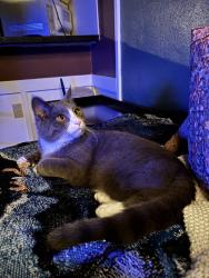 Lost Male Cat last seen Parker street, Springfield, MA 01118