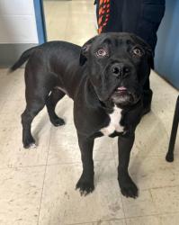Found/Stray Male Dog last seen Maryland and Payne, Saint Paul, MN 55130