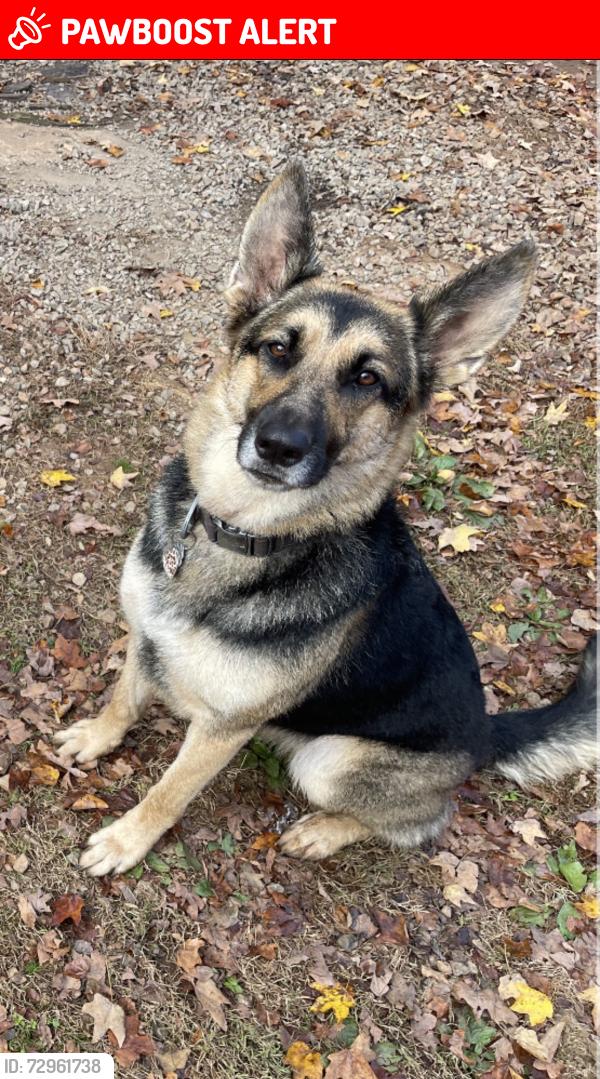 Deceased Female Dog last seen Juniper Creek, Tidewater Road, Lunenburg County, VA 23947