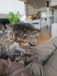 Lost Male Cat last seen Corner of Love Lane and Montcrest in Danville, Danville, CA 94526