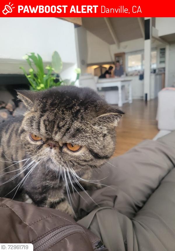 Lost Male Cat last seen Corner of Love Lane and Montcrest in Danville, Danville, CA 94526