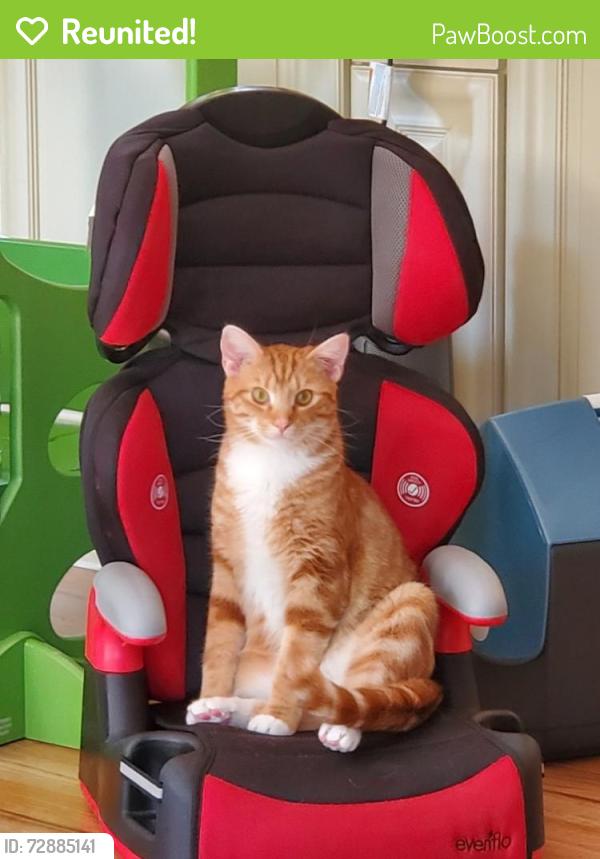 Reunited Male Cat last seen North Tuckahoe Street & 11th Street, Falls Church, VA 22046