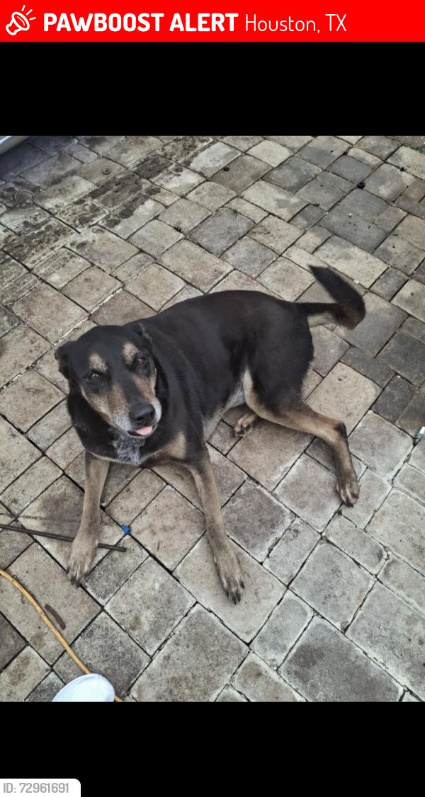 Lost Female Dog last seen Near creest st 77033, Houston, TX 77033