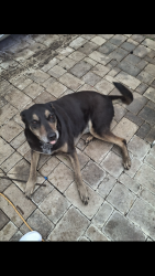 Lost Female Dog last seen Near creest st 77033, Houston, TX 77033