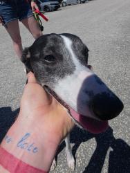 Reunited Male Dog last seen Countey Club Road, Fayetteville, NC 28301