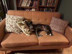Lost Female Dog last seen Last seen between Duff Elementary and the Woodland West Library, Arlington, TX 76013