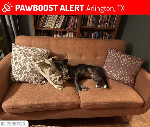 Lost Female Dog last seen Last seen between Duff Elementary and the Woodland West Library, Arlington, TX 76013