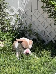 Found/Stray Male Dog last seen Pleasant plains , Stallings, NC 28104