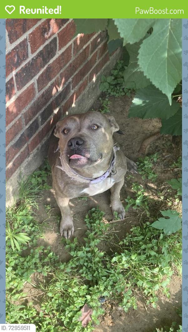 Reunited Female Dog last seen Near Hyden Dr, Arlington, TX 76001, USA, Arlington, TX 76001