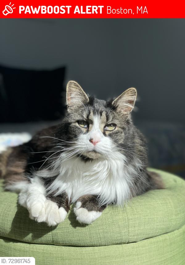 Lost Female Cat last seen Near wren street, west roxbury, Boston, MA 02132