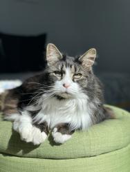 Lost Female Cat last seen Near wren street, west roxbury, Boston, MA 02132