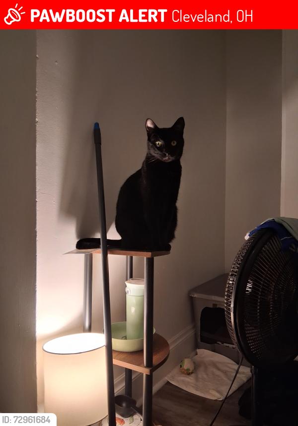 Lost Male Cat last seen Ķinsman, Cleveland, OH 44120