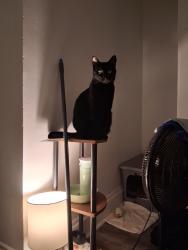 Lost Male Cat last seen Ķinsman, Cleveland, OH 44120