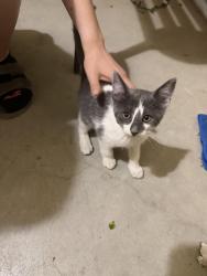 Lost Unknown Cat last seen Near Saint Luke st, El Paso, TX 79936