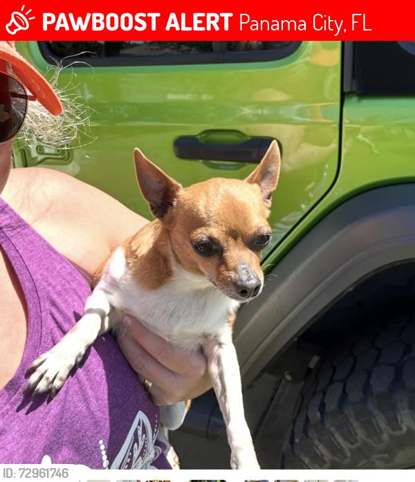Lost Male Dog last seen Hidden Pines area off Laird , Panama City, FL 32408
