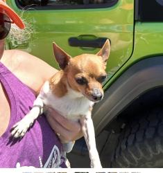 Lost Male Dog last seen Hidden Pines area off Laird , Panama City, FL 32408