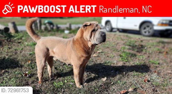 Lost Male Dog last seen Small st, Randleman, NC 27317