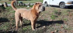 Lost Male Dog last seen Small st, Randleman, NC 27317