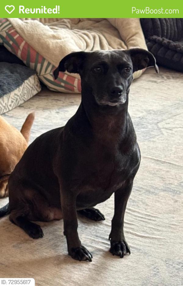 Reunited Female Dog last seen San Antonio Museum of Art, San Antonio, TX 78215