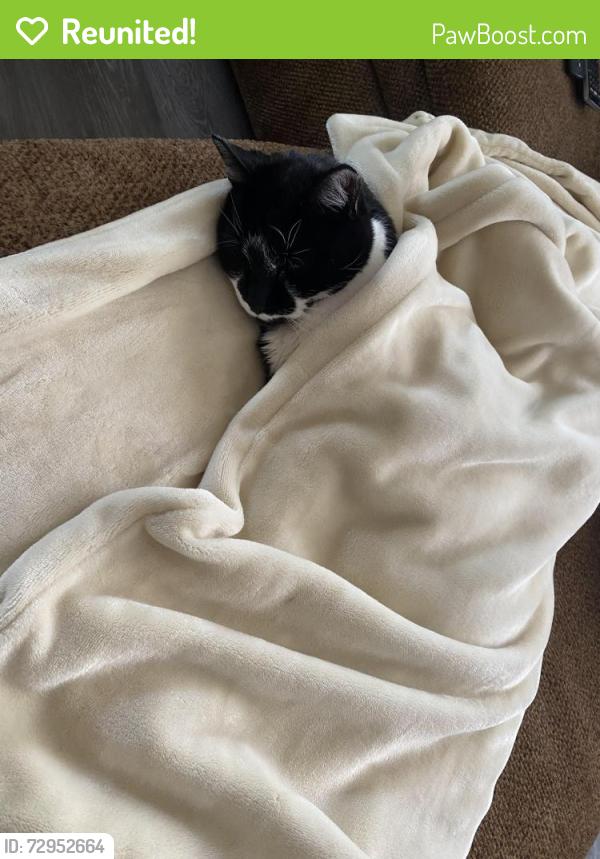 Reunited Male Cat last seen Francis Ave & Carville Ave, Arbutus, MD 21227