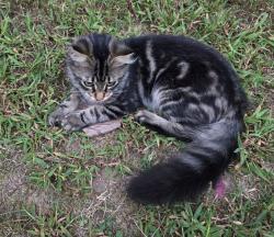 Lost Female Cat last seen Hwy 8, Midway St, Pickens, SC 29671