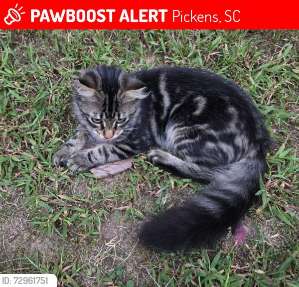 Lost Female Cat last seen Hwy 8, Midway St, Pickens, SC 29671