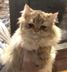 Reunited Female Cat last seen Haverford St between Lansdowne Ave and Ridge Rd, Hamden, CT 06517
