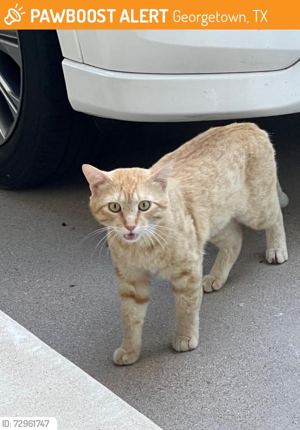Found/Stray Male Cat last seen Coach Light, Georgetown, TX 78626