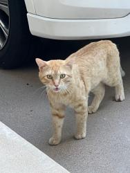 Found/Stray Male Cat last seen Coach Light, Georgetown, TX 78626