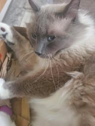 Reunited Male Cat last seen boulevard del campo. sylvia ct is a cul de sac, San Luis Obispo, CA 93401