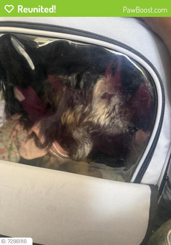 Reunited Female Dog last seen Sprucewood Dr, Durham, NC 27707