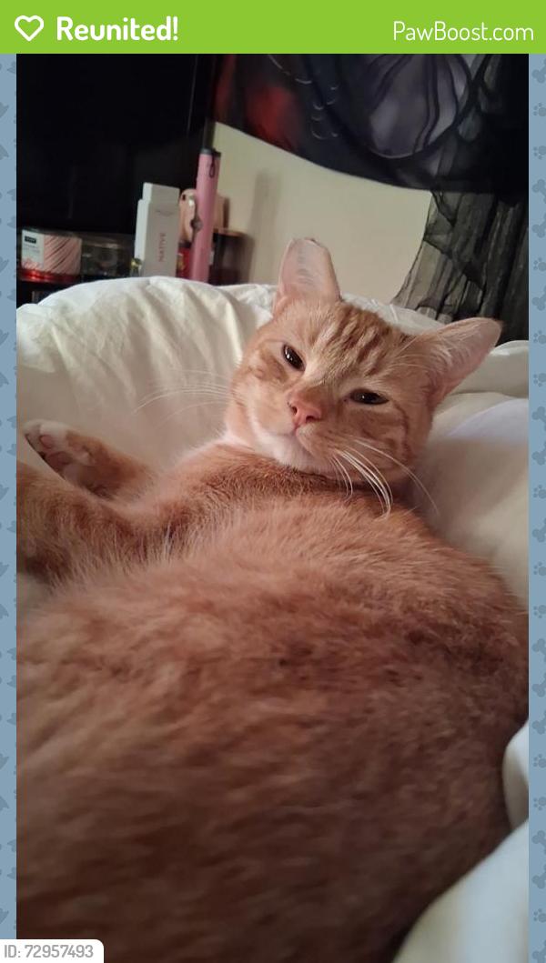 Reunited Male Cat last seen State St and sunlight ave by the bimart and NAPA auto parts, Star, ID 83669