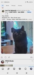 Lost Male Cat last seen Complexs, Belleville, ON K8N