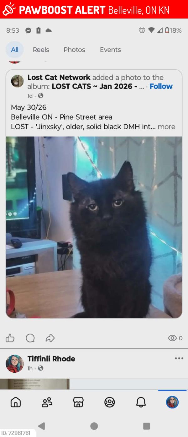 Lost Male Cat last seen Complexs, Belleville, ON K8N