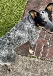 Found/Stray Male Dog last seen N main & cosmos st, Houston, TX 77009